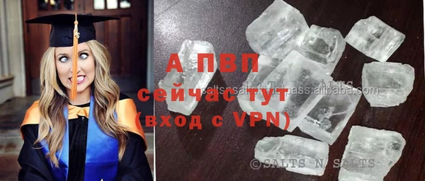 PSILOCYBIN Тайга